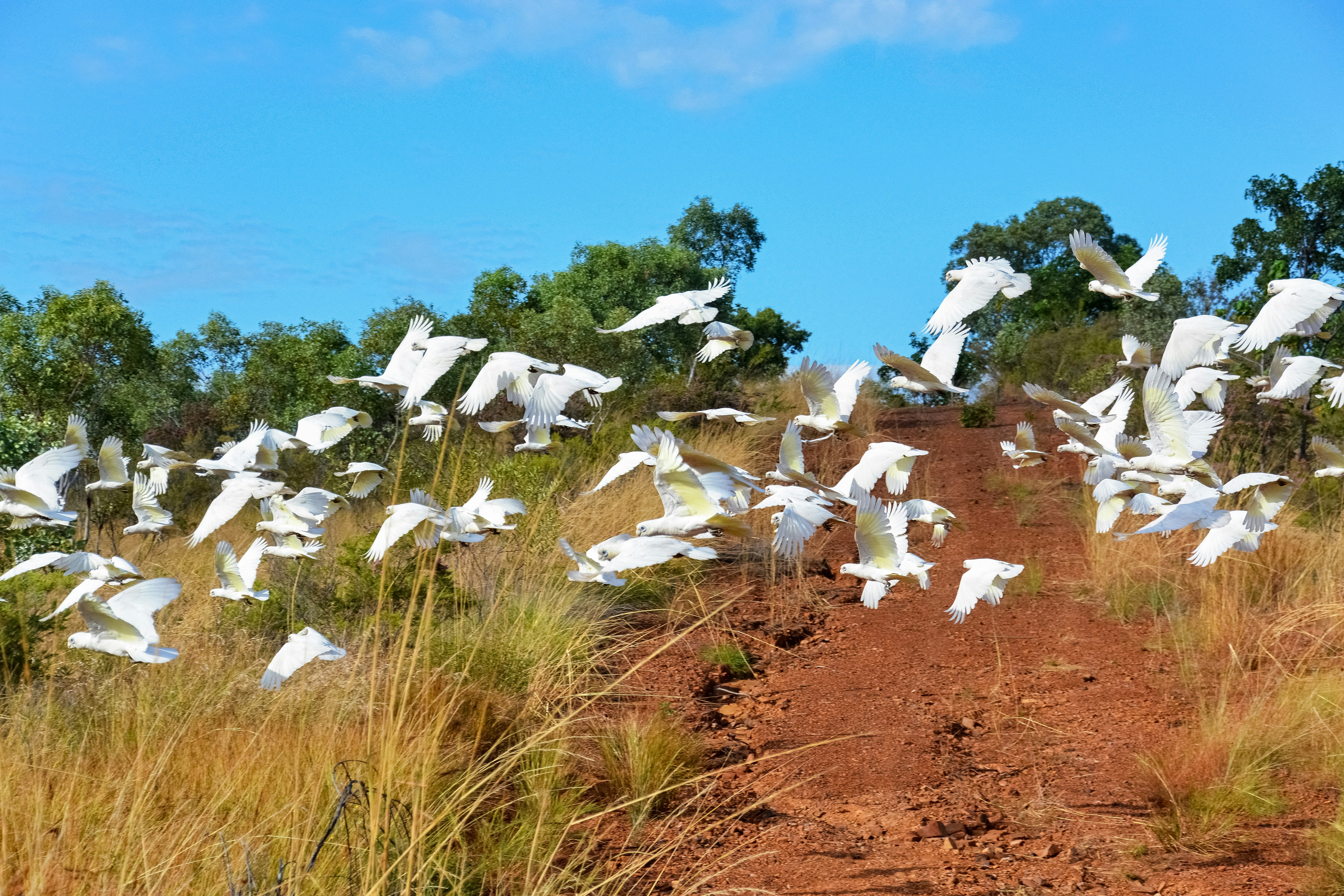 white birds on brown field under blue sky during daytime